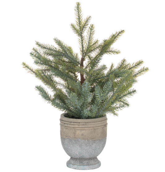 Garda Pine Tree in Stone Pot